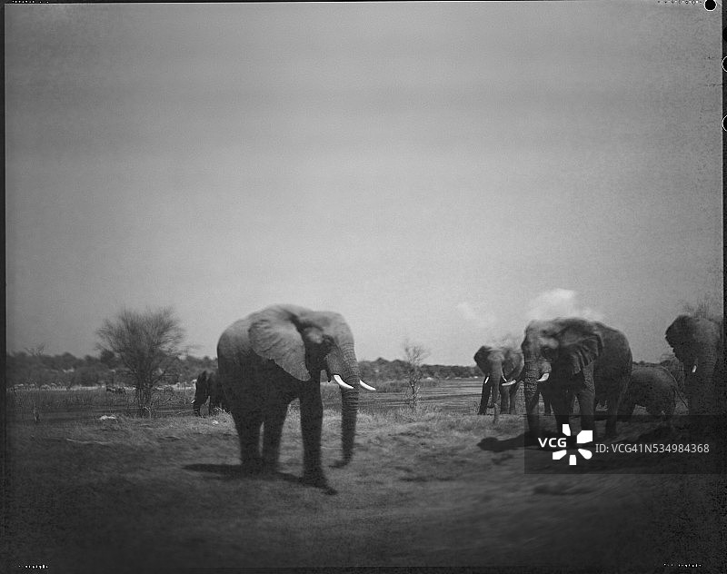 博茨瓦纳马卡迪卡迪盐沼国家公园博泰蒂河的大象图片素材