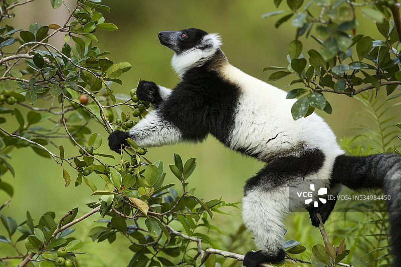 马达加斯加黑白领狐猴图片素材