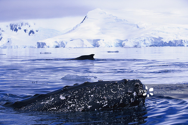南极福尼尔湾的座头鲸图片素材