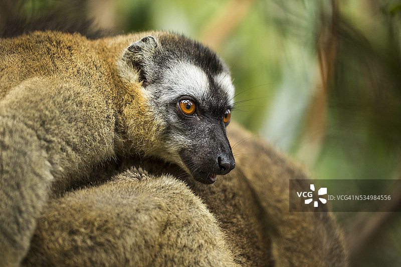 普通棕色狐猴，马达加斯加图片素材