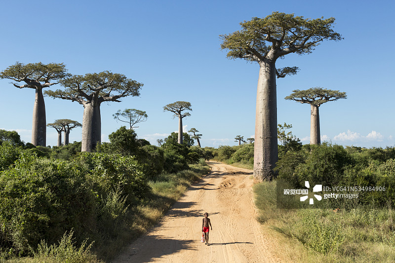 猴面包树大道，马达加斯加图片素材