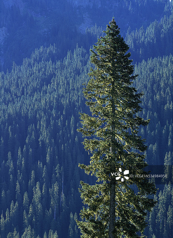雷尼尔山国家公园的道格拉斯冷杉图片素材