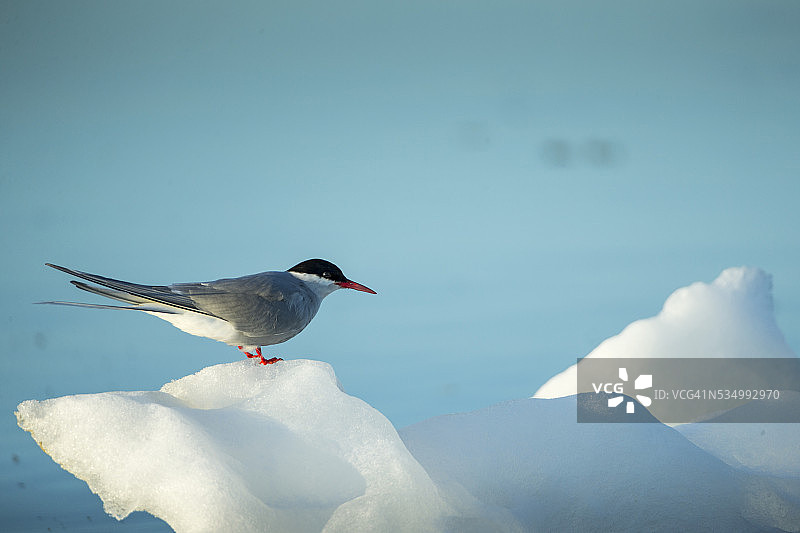 加拿大哈德逊湾冰山上的北极燕鸥图片素材