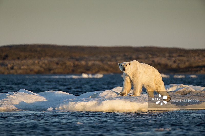 加拿大努纳武特省融化的海冰上的北极熊图片素材