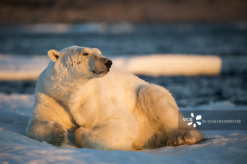 加拿大努纳武特地区在海冰上休息的北极熊图片素材