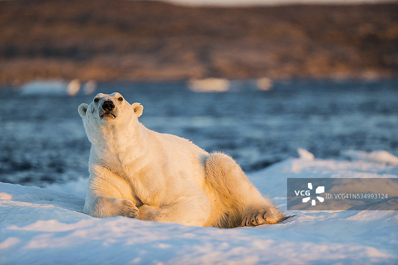 加拿大努纳武特地区在海冰上休息的北极熊图片素材