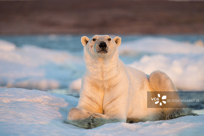 加拿大努纳武特地区在海冰上休息的北极熊图片素材