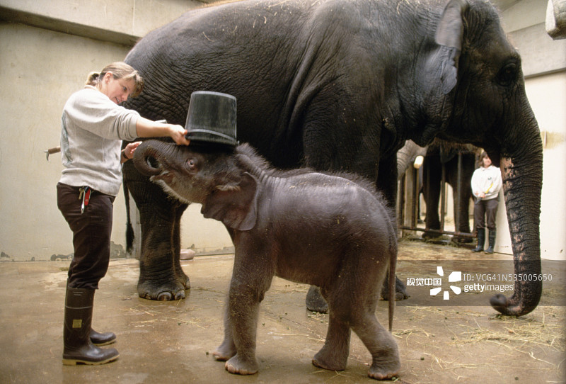 动物园管理员与大象图片素材