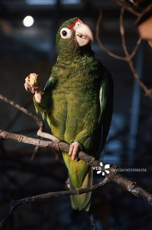 鹦鹉站在树枝上图片素材