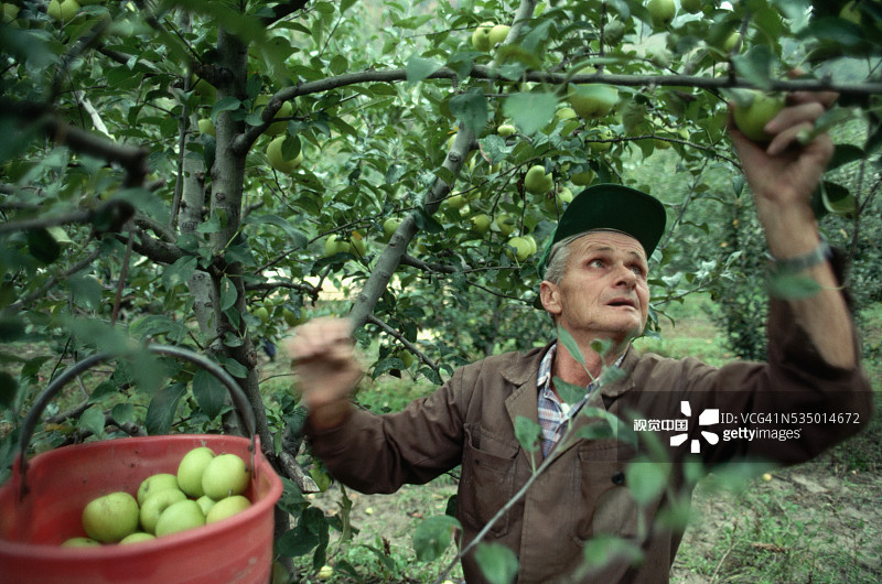 果园里的摘苹果人图片素材