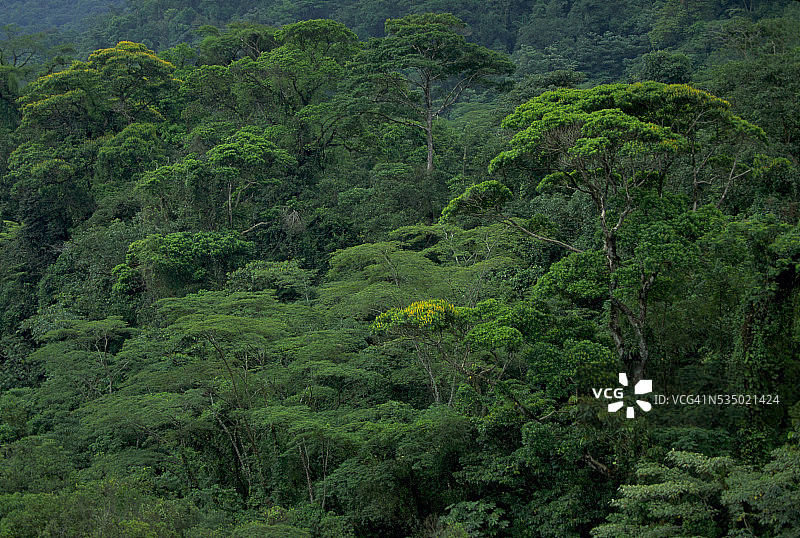 哥斯达黎加布劳略卡里略国家公园图片素材