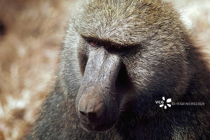 橄榄狒狒特写图片素材