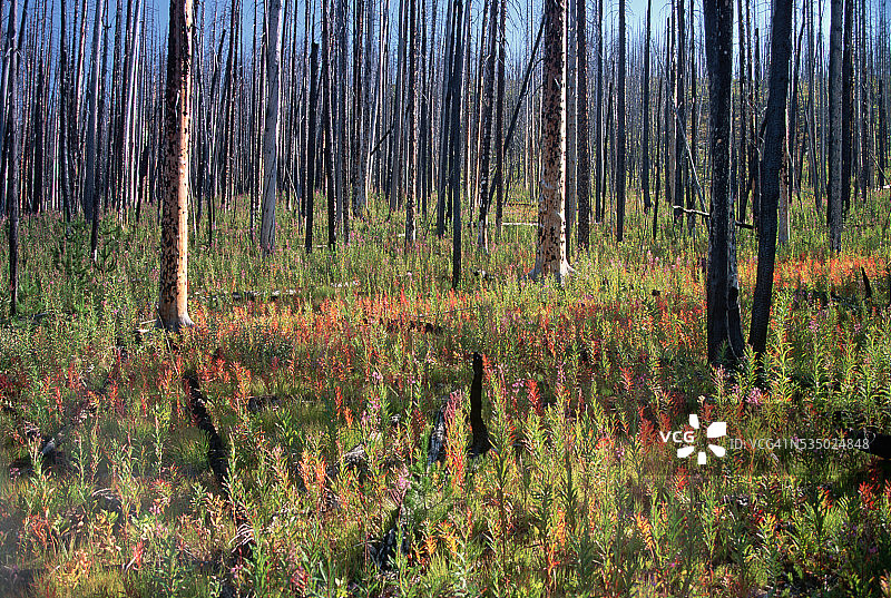 森林火灾后的植被恢复图片素材