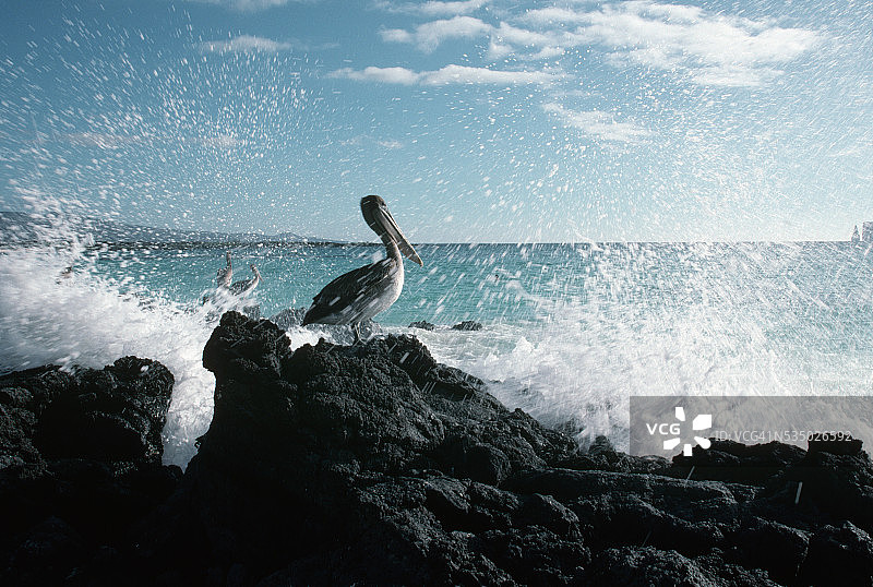 圣克里斯托瓦尔岛上的棕色鹈鹕图片素材
