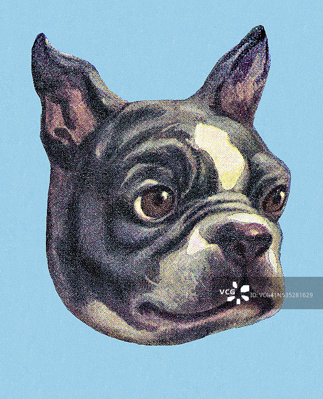 波士顿梗犬图片素材