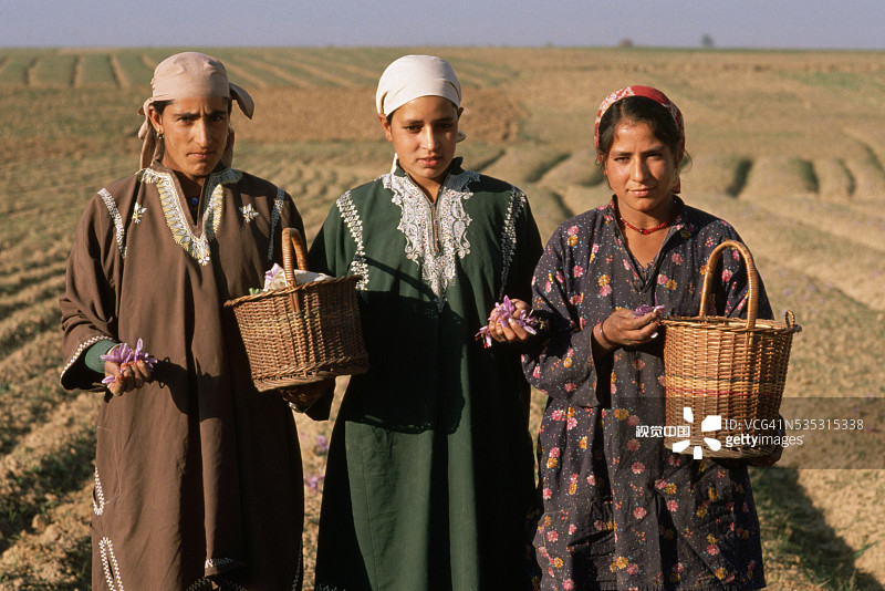 克什米尔的女性采摘藏红花图片素材