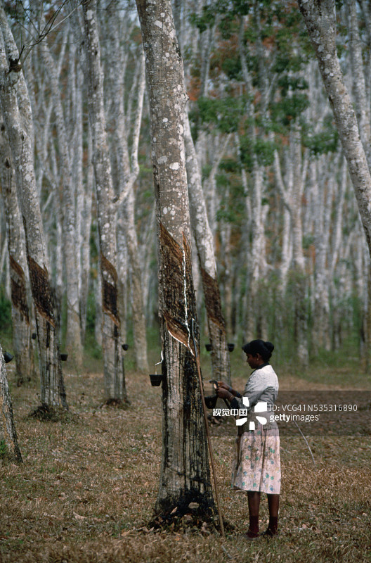 橡胶园里的割胶树图片素材