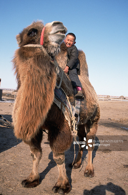 男孩骑骆驼图片素材