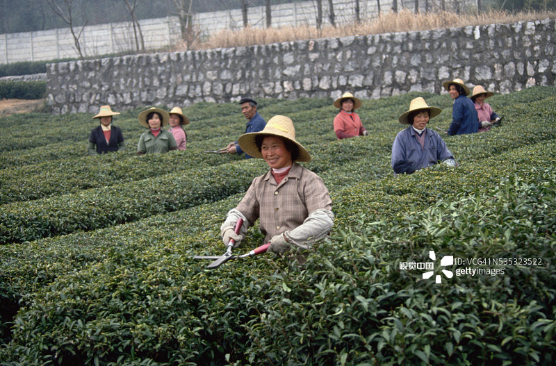 采茶图片素材