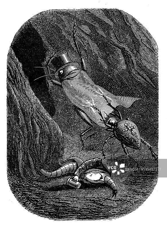 拟人化的蟋蟀和昆虫古董插画图片素材