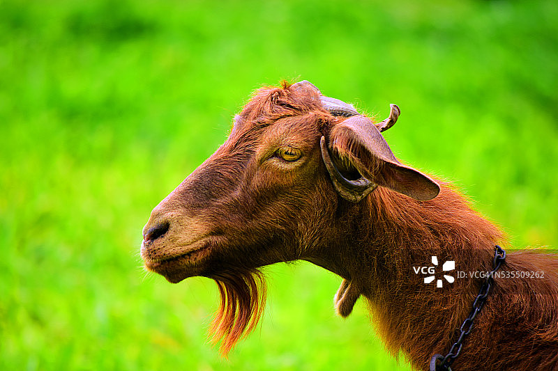 绿色背景下的可爱山羊肖像图片素材