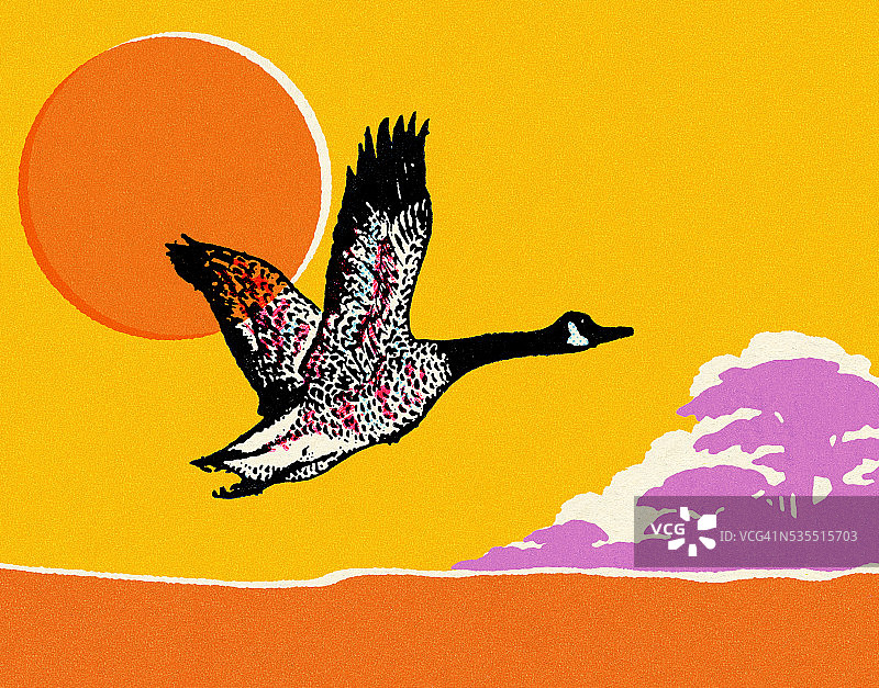 飞行加拿大鹅图片素材