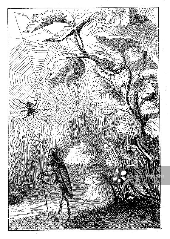 拟人化的蟋蟀和昆虫古董插画图片素材