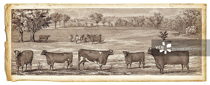 1885年牛的雕刻画图片素材