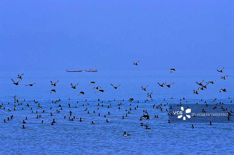 奥里萨邦奇尔卡湖的候鸟图片素材