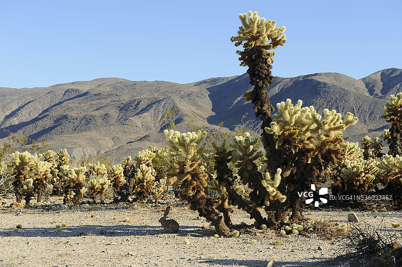 约书亚树国家公园的风景图片素材