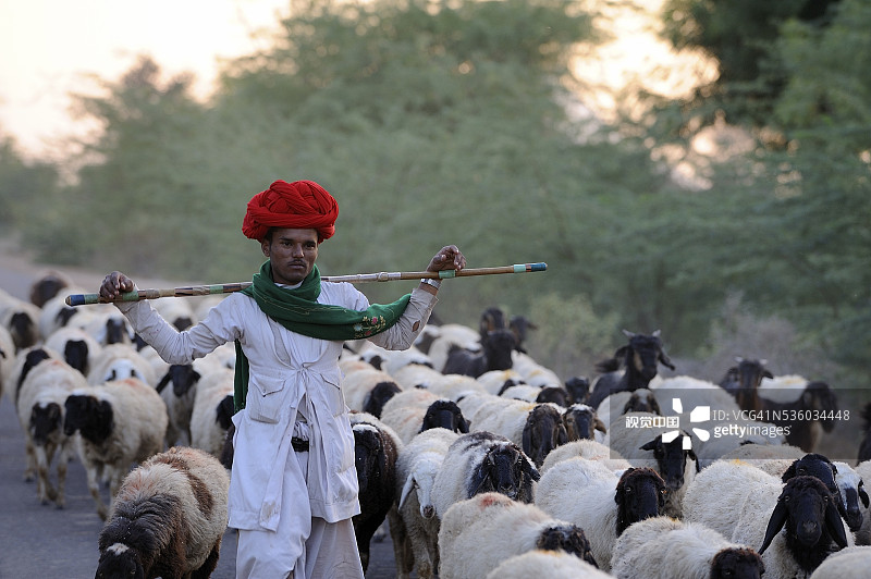 拉贾斯坦邦的拉巴里部落图片素材