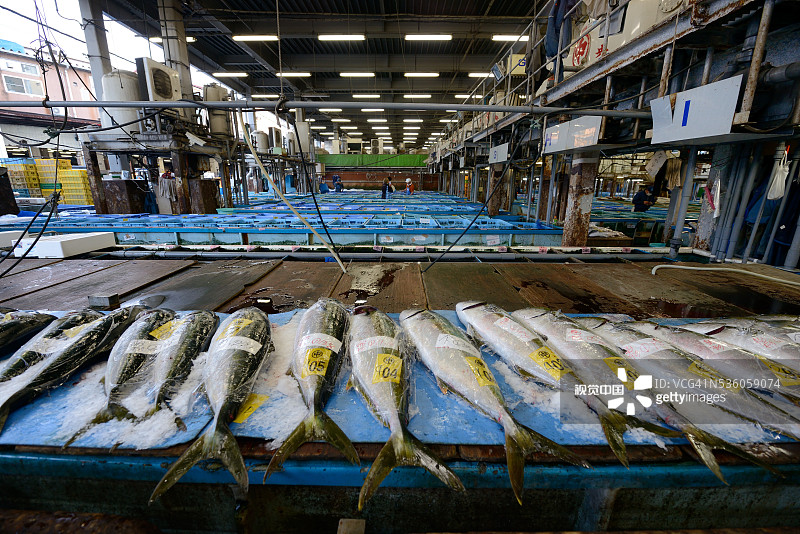 东京筑地鱼市场图片素材