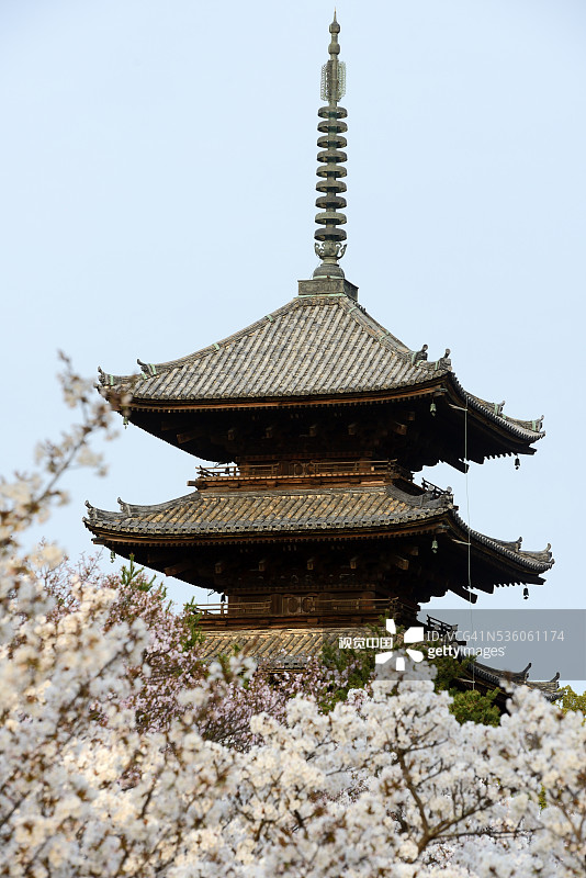 京都仁和寺图片素材