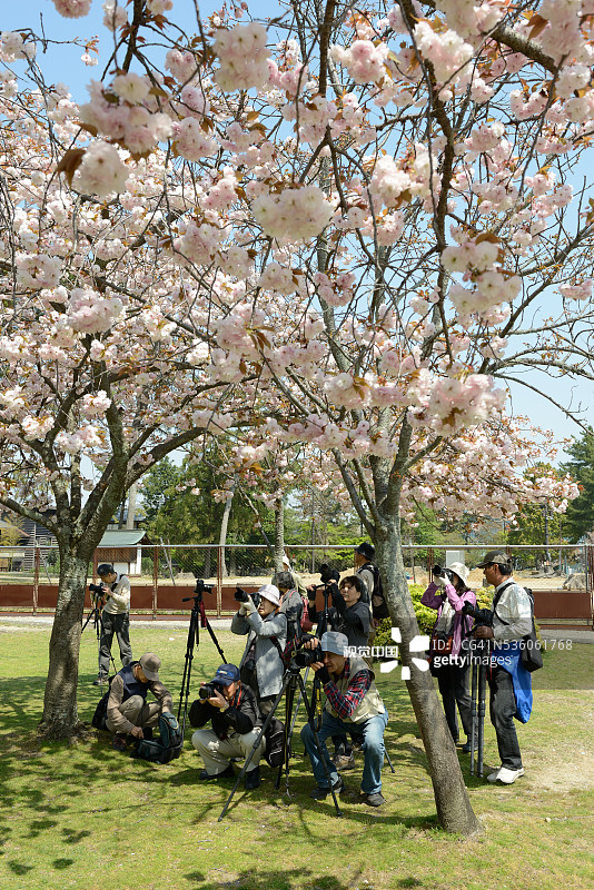 奈良的赏樱时节图片素材
