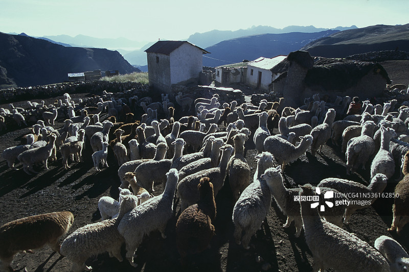玻利维亚农场围栏中的羊驼群图片素材
