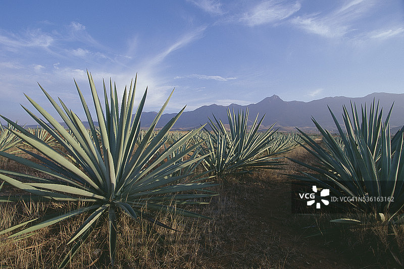 特拉科卢拉·德·马塔莫罗斯的龙舌兰田图片素材