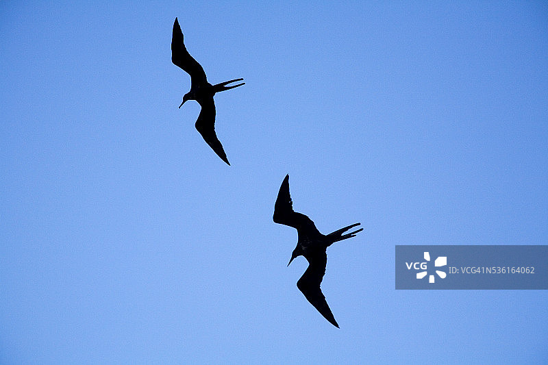 军舰鸟图片素材