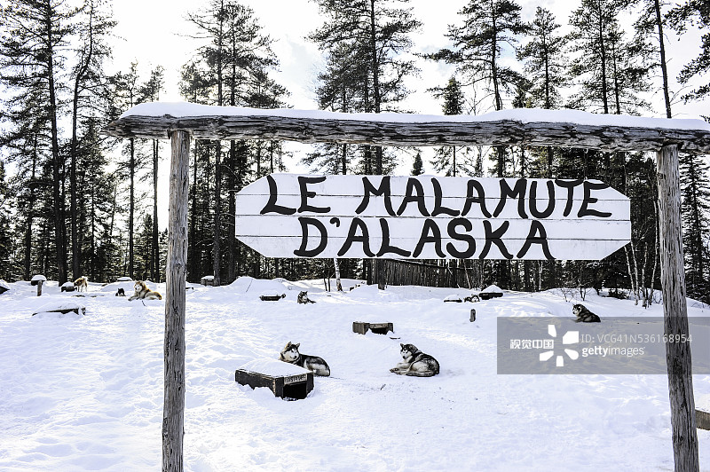 阿拉斯加雪橇犬图片素材