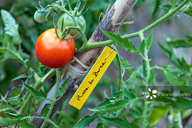 花园里的“贝尔尼玫瑰”番茄和带标签的木材图片素材