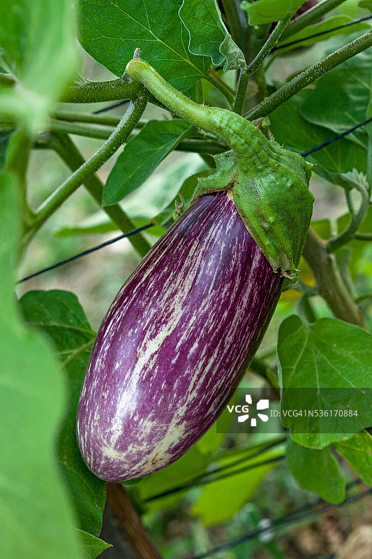 普罗旺斯夏季花园里的茄子图片素材