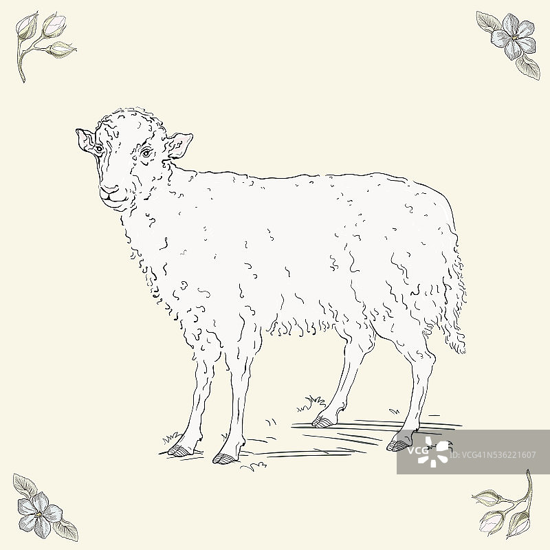 草地上站立的绵羊图片素材