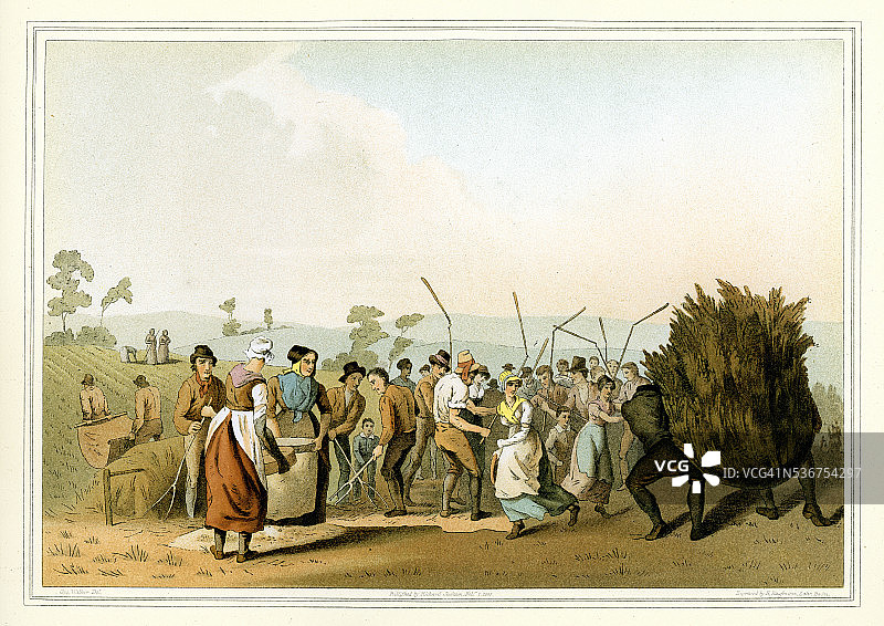 约克郡服装 - 油菜籽脱粒图片素材