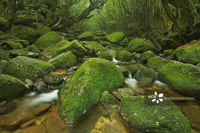 日本屋久岛白谷云水峡雨林小径沿途的河流图片素材