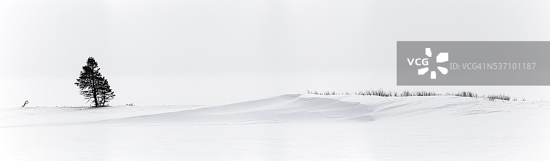 孤树全景图片素材