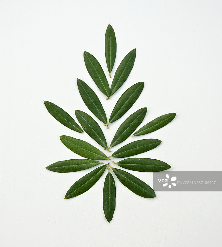 绿色橄榄叶图片素材