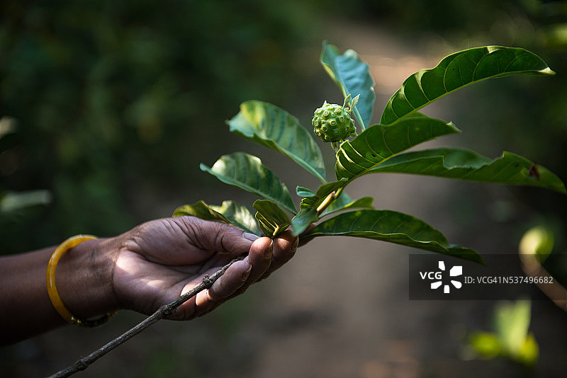 土著阿蒂人使用的阿尼诺草药图片素材