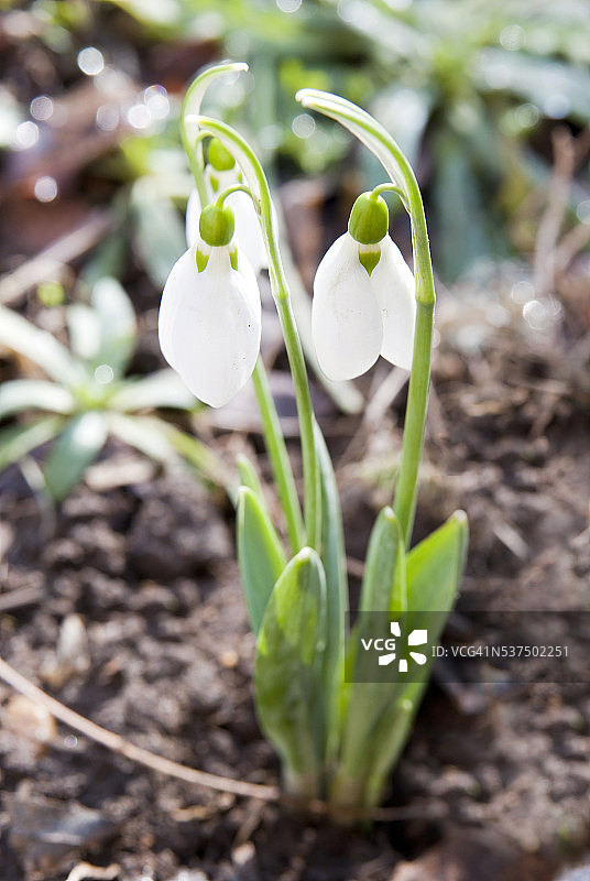 雪中的雪花莲图片素材