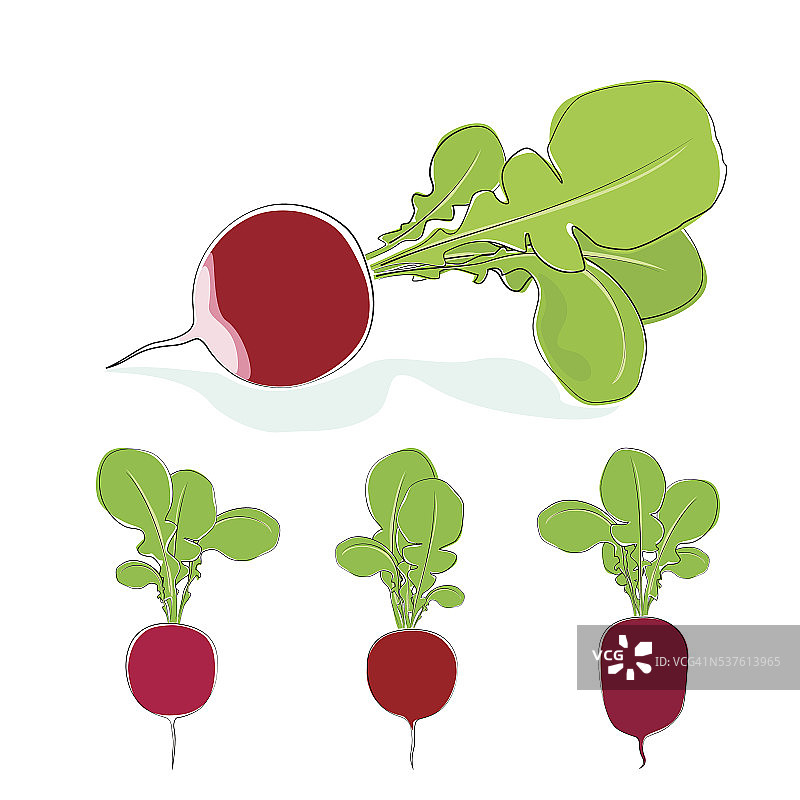 白色背景上的带叶萝卜图片素材