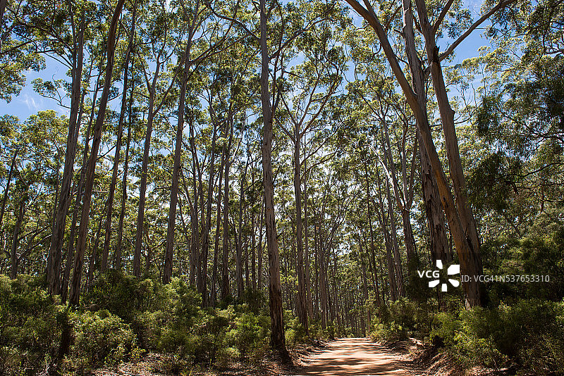 澳大利亚玛格丽特河的林地图片素材