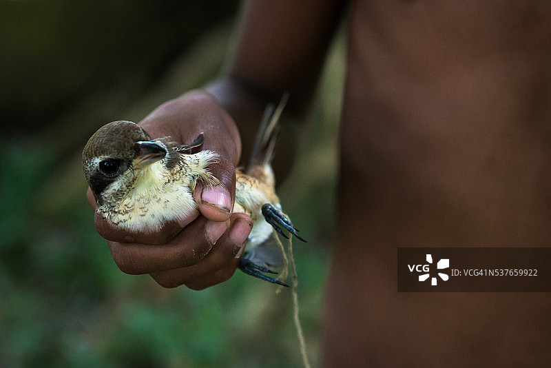 孩子的手握着一只被抓住的小鸟图片素材